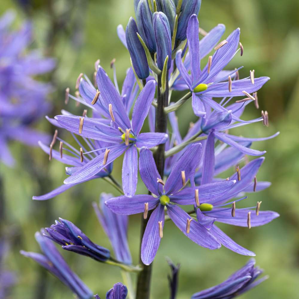 Prærielilje 'Blauwe Donau'